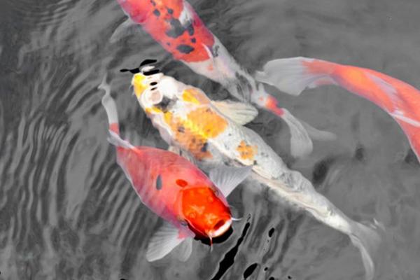 0到10度适合养什么鱼,金鱼、锦鲤、鳑鲏都适合