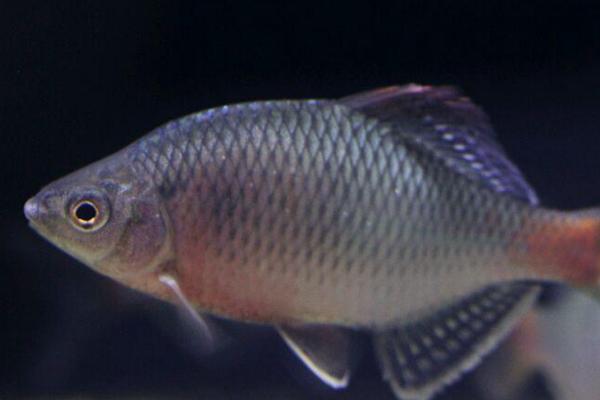 0到10度适合养什么鱼,金鱼、锦鲤、鳑鲏都适合