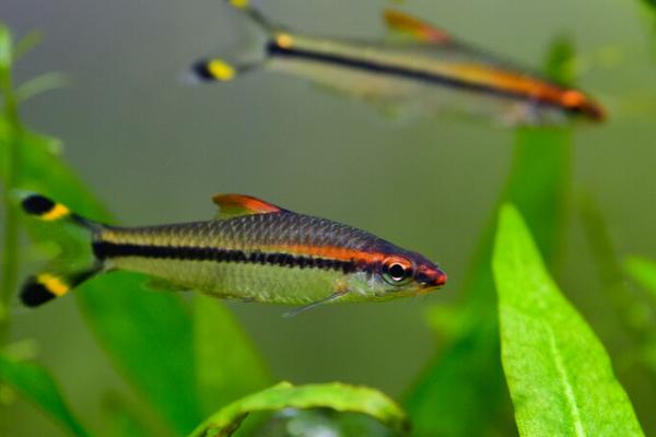 0到10度适合养什么鱼,金鱼、锦鲤、鳑鲏都适合