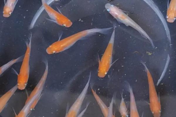 0到10度适合养什么鱼,金鱼、锦鲤、鳑鲏都适合