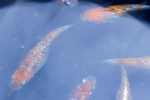 0到10度适合养什么鱼,金鱼、锦鲤、鳑鲏都适合