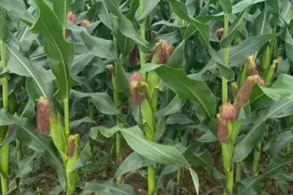 金玉112玉米种子特点,中抗穗腐病