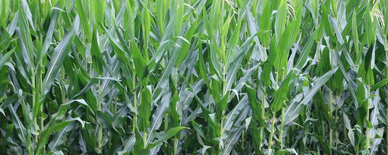 国奥7号玉米种子特点