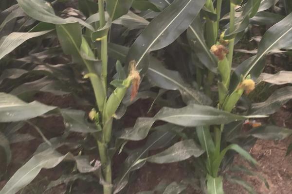 豫单197玉米种子介绍,密度4000-4500株/亩