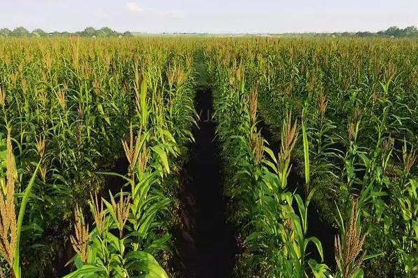 新玉198玉米种子介绍,密度4000-4600株/亩