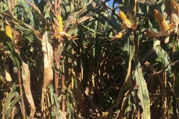 新农26玉米种子简介,密度4500株/亩左右