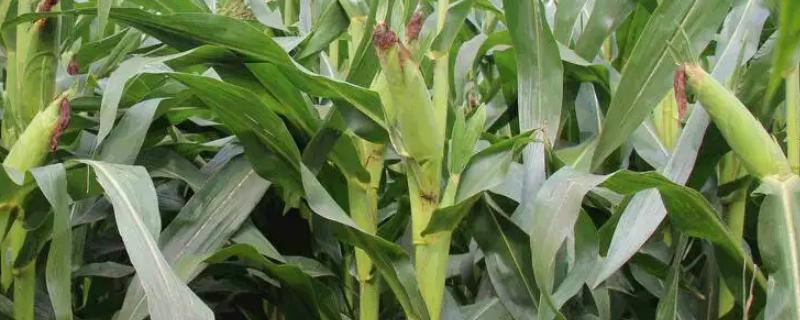 京科227玉米品种简介