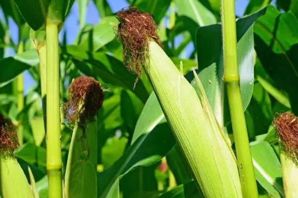 徽玉988玉米种简介,及时防治病虫草害