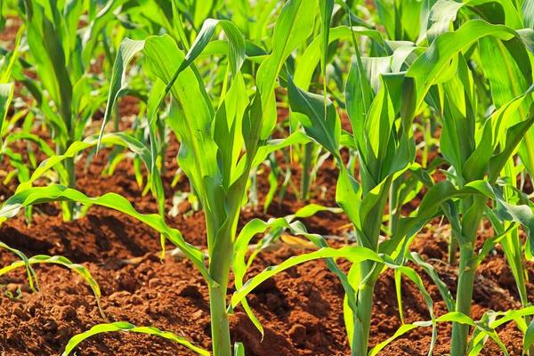 德发778玉米种子特点,适宜播种期5月底至6月25日