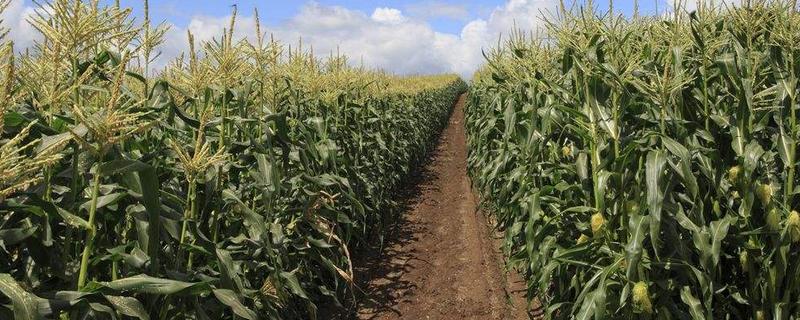 大美535玉米品种简介