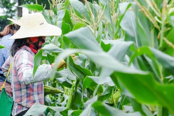 中农大178玉米种子简介,密度4000-4500株/亩