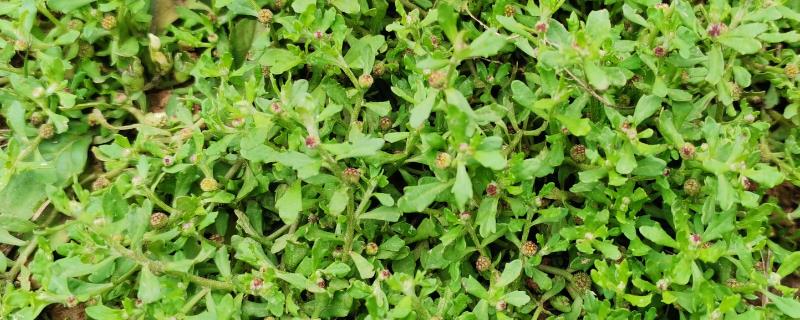 鹅不食草长什么样