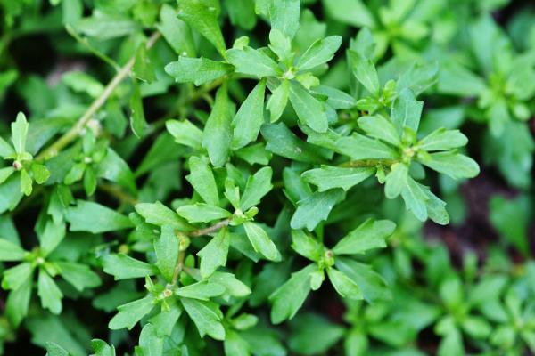 鹅不食草长什么样,叶互生且没有柄