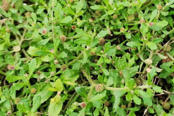 鹅不食草长什么样,叶互生且没有柄