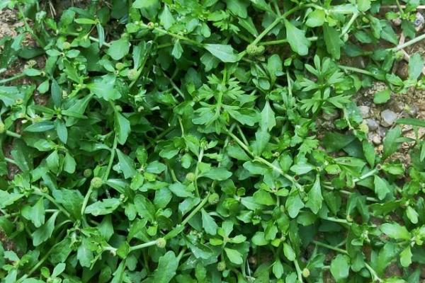 鹅不食草长什么样,叶互生且没有柄