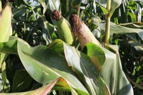 利合1089玉米种子特征特性,高抗茎腐病