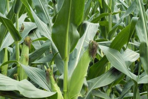LN16玉米种简介,中抗穗腐病