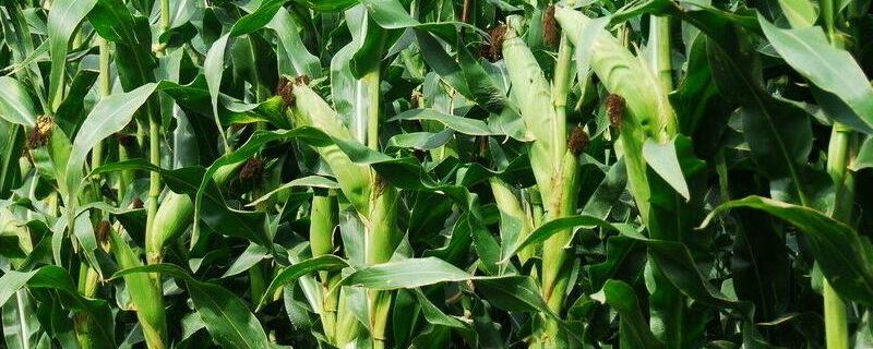 鑫玉农701玉米种子介绍