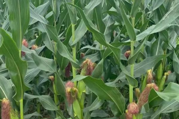 MC869玉米品种简介,密度4500株/亩左右