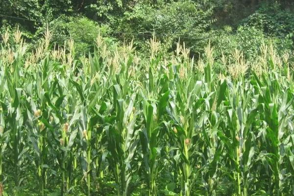 MC869玉米品种简介,密度4500株/亩左右