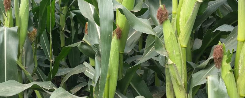 万达71玉米种子特征特性