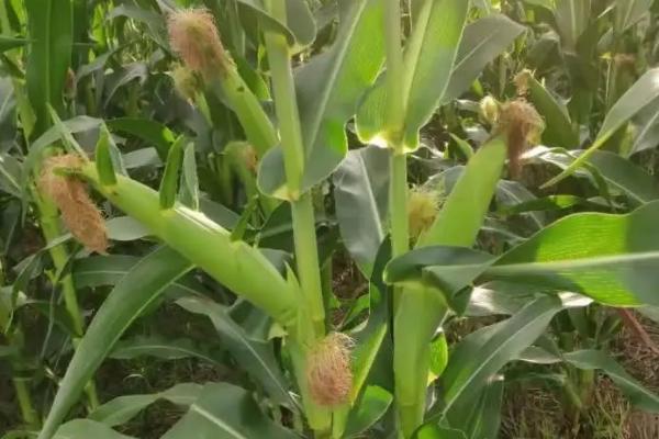 荃研2001玉米种子介绍,注意防治丝黑穗病