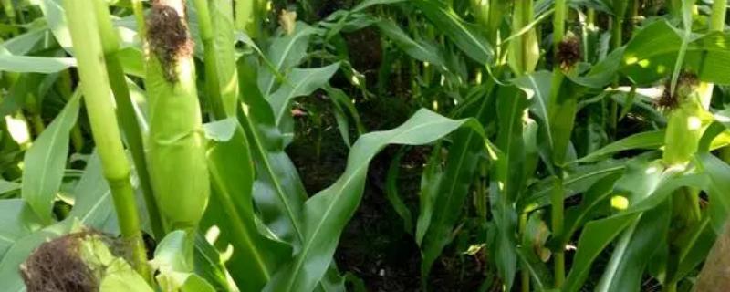 京科268玉米种子简介