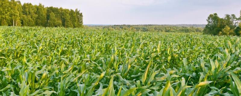 众盈201玉米种子介绍