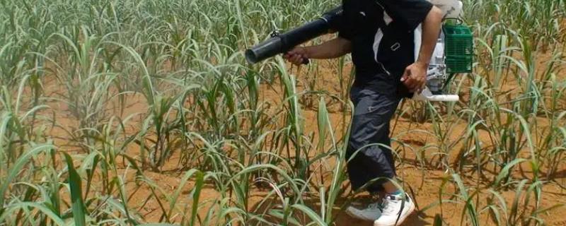 氯氰菊酯的使用方法