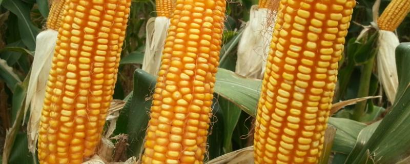 MC868玉米品种简介