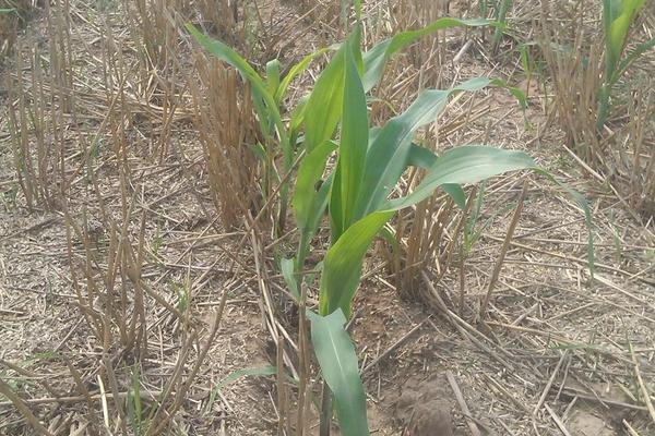 MC868玉米品种简介,中抗茎腐病