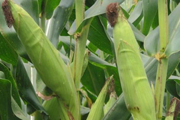 新玉158玉米品种的特性,密度4500株/亩左右