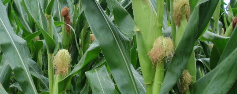 吉农大2088玉米种子特征特性