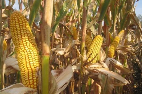 吉农大2088玉米种子特征特性,中抗茎腐病