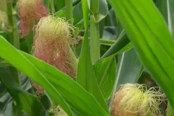 G388玉米种子简介,注意防治易感病害