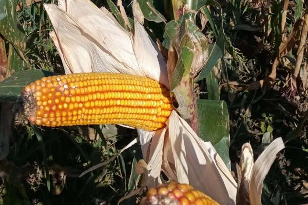 宇玉971玉米品种简介,密度4000-4500株/亩