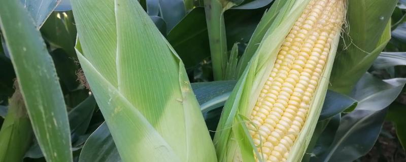 鑫玉农603玉米品种的特性
