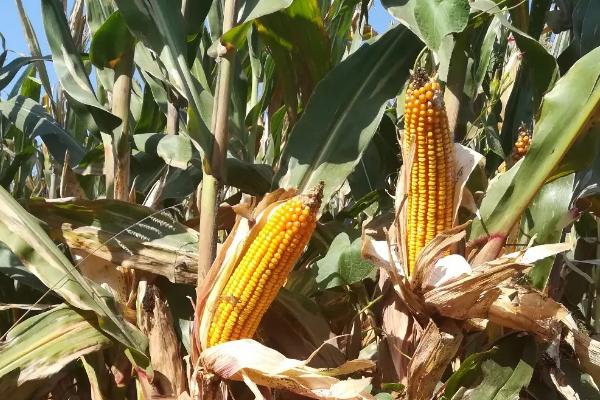 世强198玉米品种的特性,注意防治玉米螟