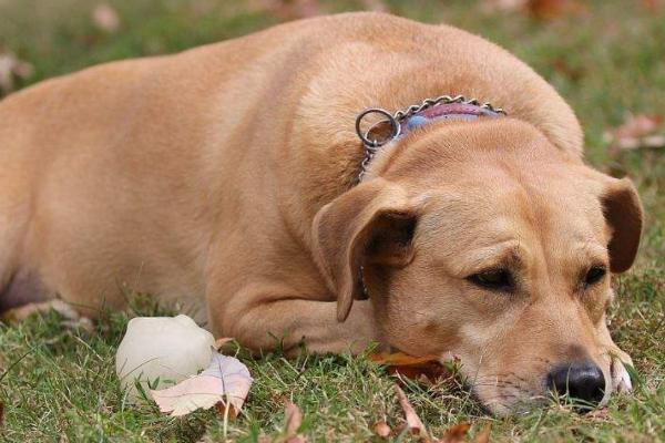 狗咳嗽流黄鼻涕怎么治，找准原因再治疗
