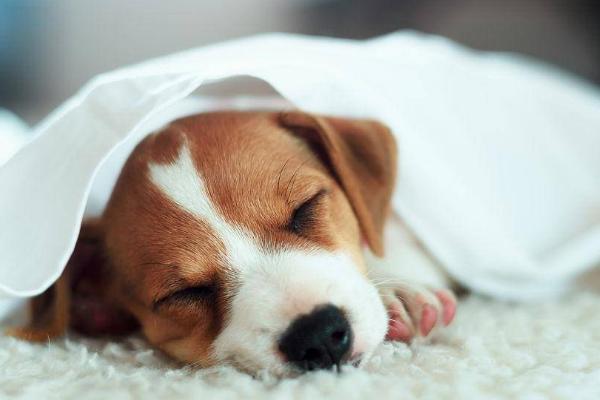 狗咳嗽流黄鼻涕怎么治，找准原因再治疗