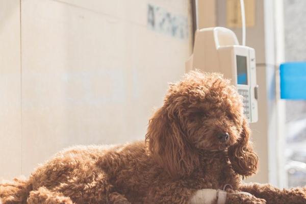 狗咳嗽流黄鼻涕怎么治，找准原因再治疗