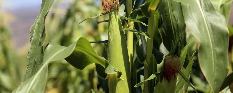 瑞昱80玉米种子介绍