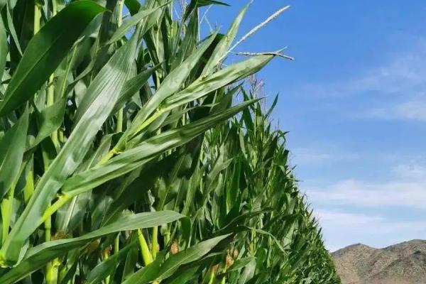 瑞昱80玉米种子介绍,中抗茎腐病