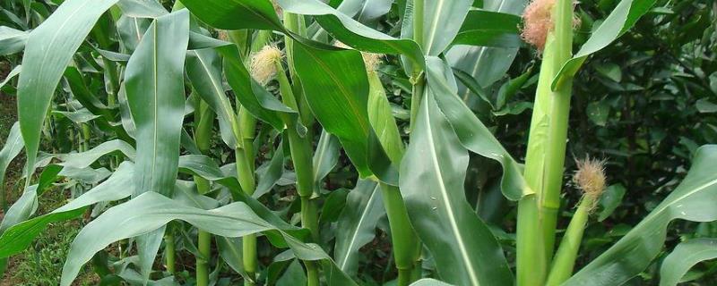 荃研2002玉米品种简介