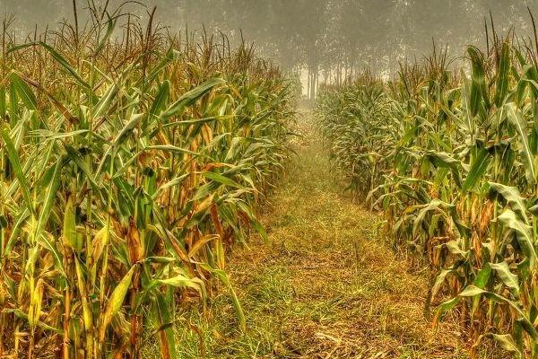 荃研2002玉米品种简介,密度4500株/亩左右