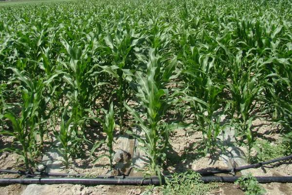 农单920玉米种子简介,注意防治丝黑穗病