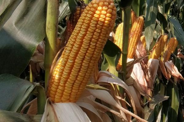 龙科玉103玉米种简介,中抗茎腐病