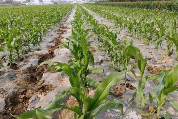 龙科玉103玉米种简介,中抗茎腐病