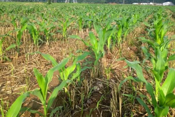 六颗星598玉米种子特点,中抗丝黑穗病