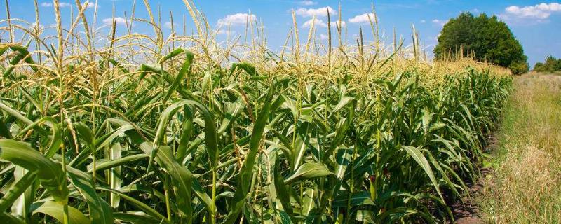 稼禾187玉米种子介绍